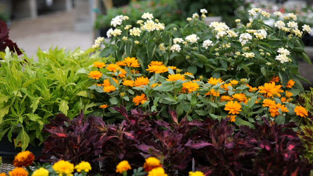 Get It Growing: Some great warm-season plants for color and reliability
